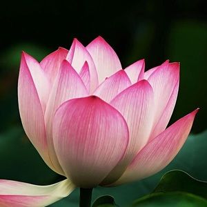 Meet your Posher, Alena